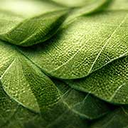 Bilde av grønne blader